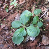 Debia ovatifolia (Cav.) Neupane & N.Wikstr.